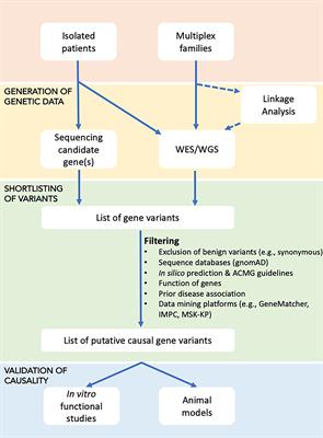 A Roadmap to Gene Discoveries and Novel Therapies in Monogenic Low and High Bone Mass Disorders